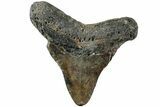 Bargain, Fossil Megalodon Tooth - North Carolina #234759-1